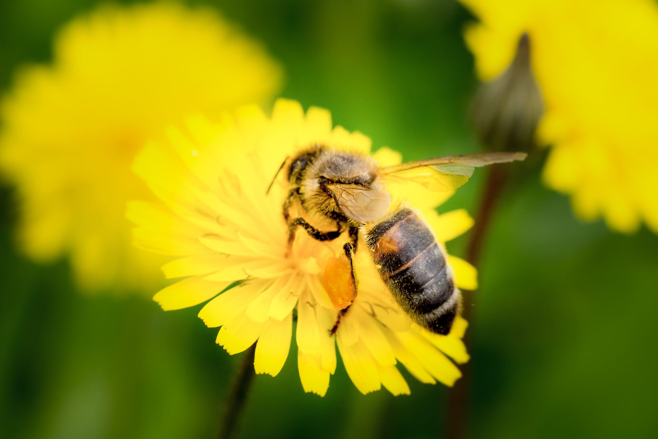 Oru Di Fiori - Abeilles