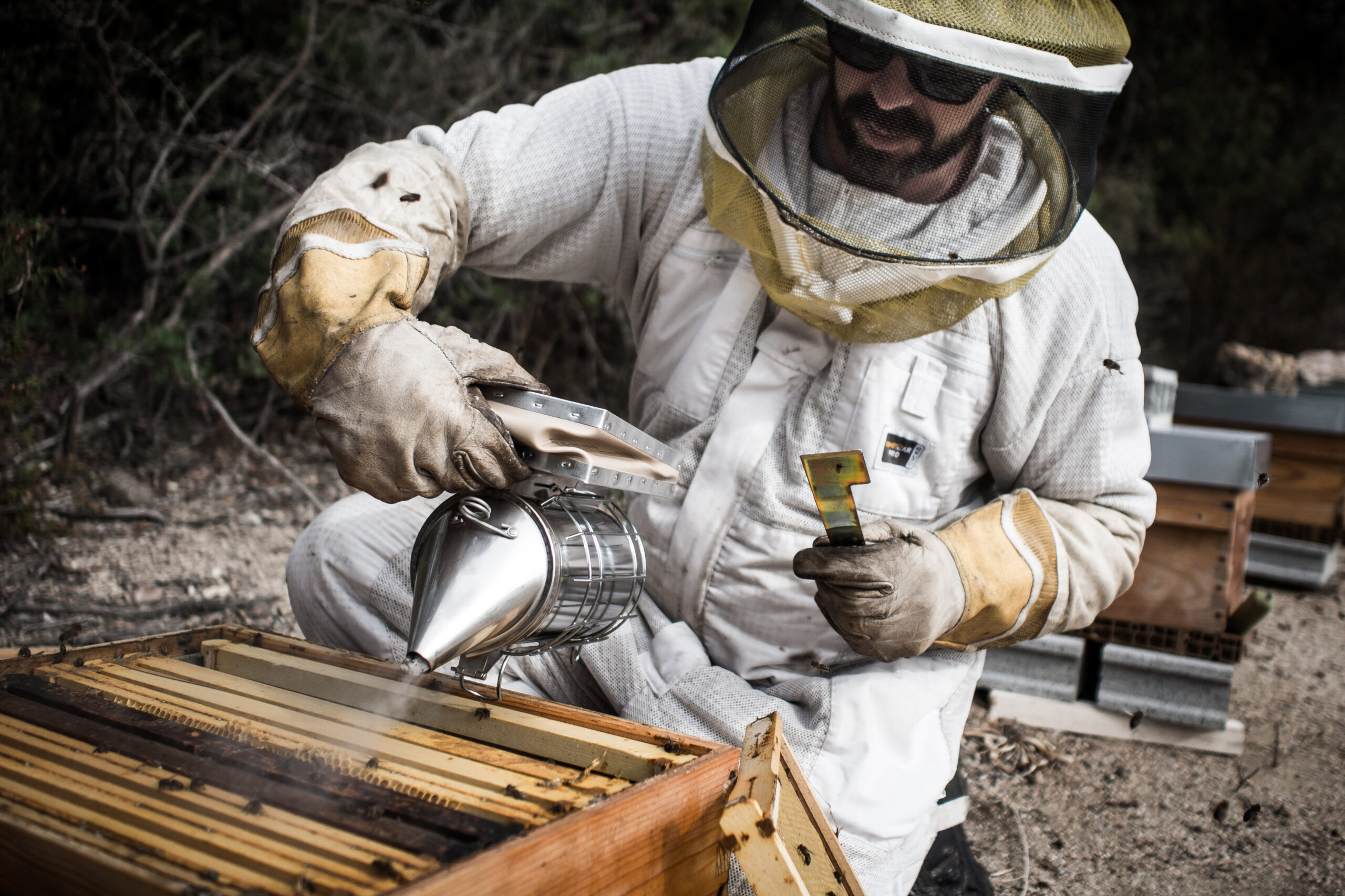 Les secrets de l'apiculture corse